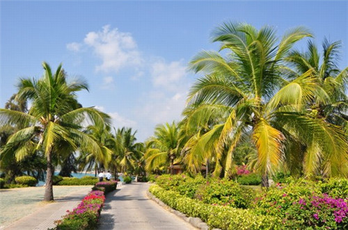 宝宝清炒豆苗怎么炒（宝宝清炒豆苗怎么炒好吃）